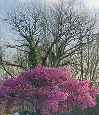 HOW I WORK . Judas tree